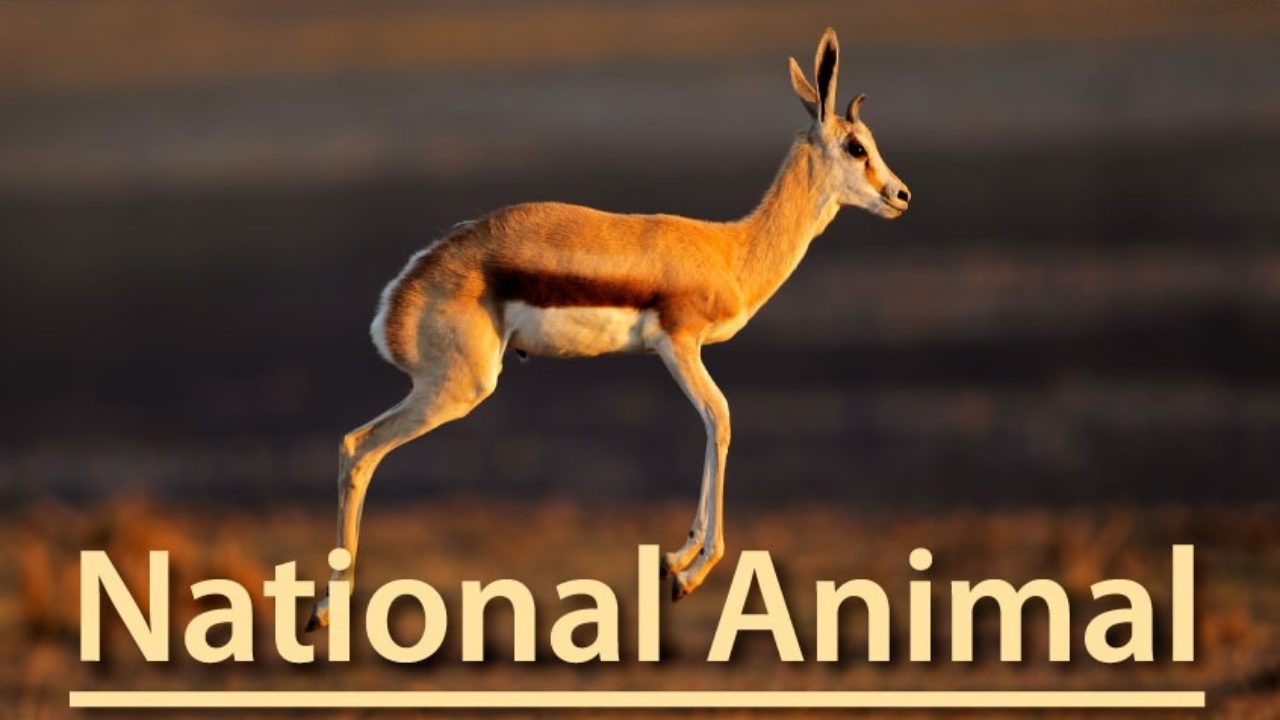 National Animals Of Diffe Countries