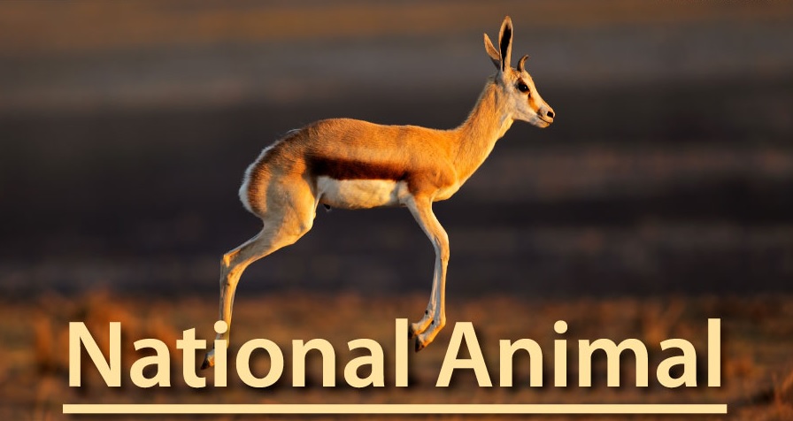 List of National Animals of All Countries around the World