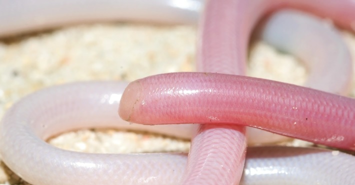 Madagascar Blind Snake