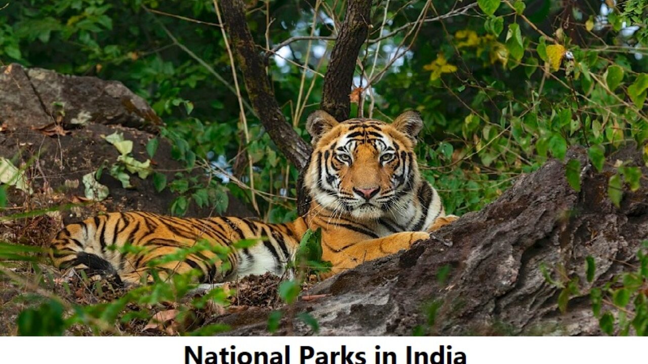 Total National Parks in India 2023 List: Check the list of all 106 national  parks in India - Edudwar