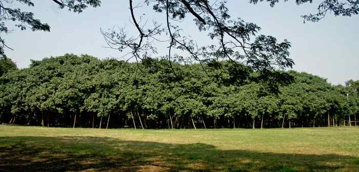National Tree of India
