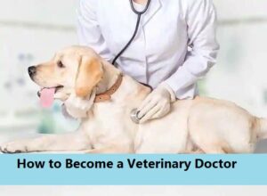 How to Become a Veterinary Doctor