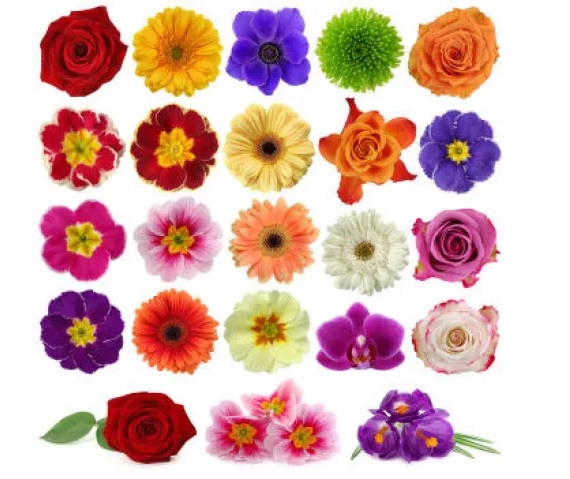 National Flowers of Countries