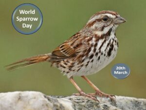 World Sparrow Day 2023