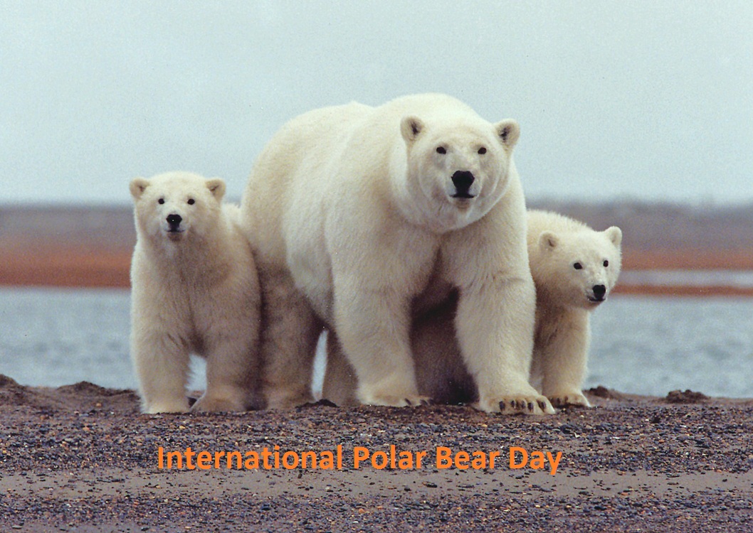 International Polar Bear Day