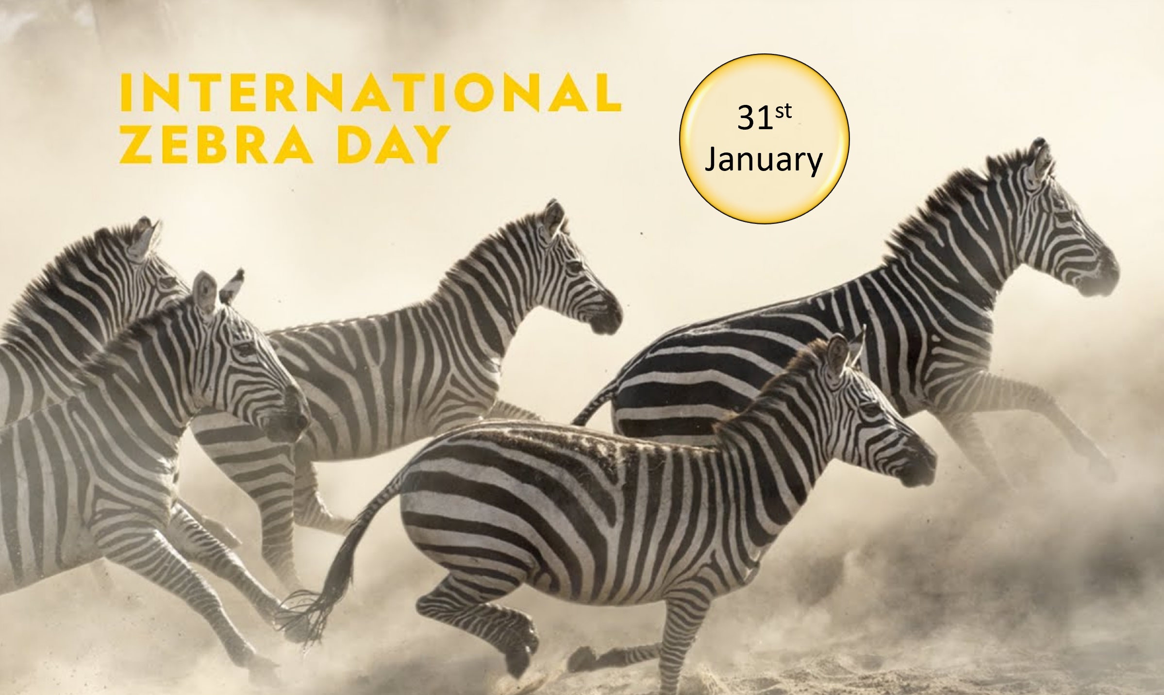 International Zebra Day 2023