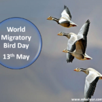 World Mirgratory Bird Day 2024