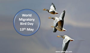 World Mirgratory Bird Day 2024