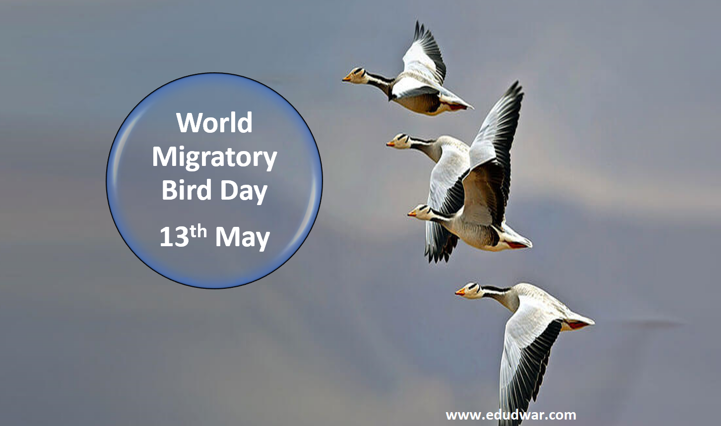 World Mirgratory Bird Day 2023-2024
