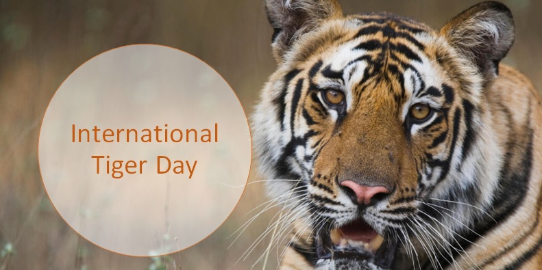 International Tiger Day 2023