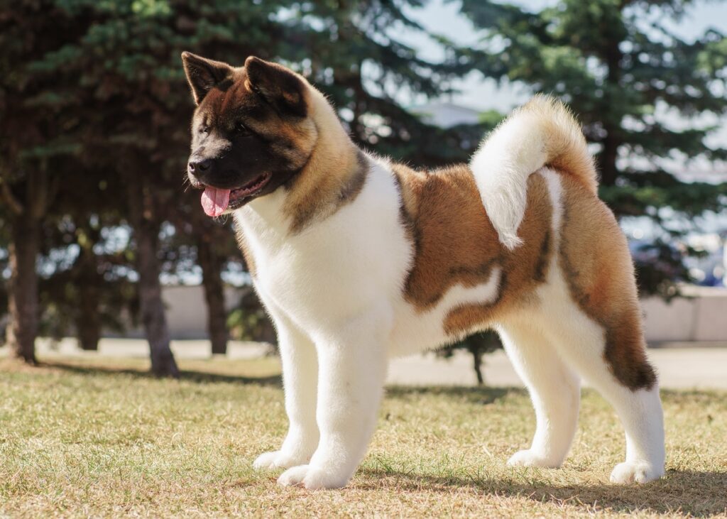 Akita- Expensive Dog