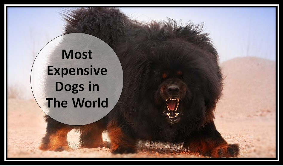 Most Expensive Dogs in the world