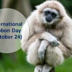 International Gibbon Day