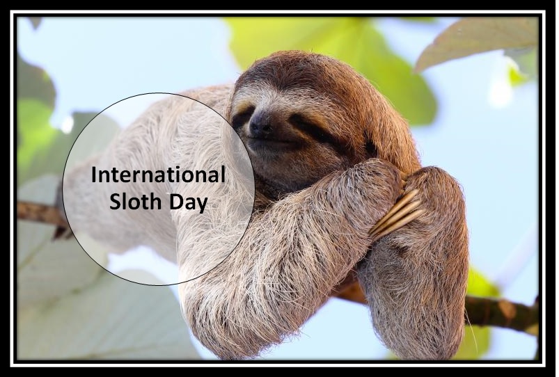 International Sloth Day