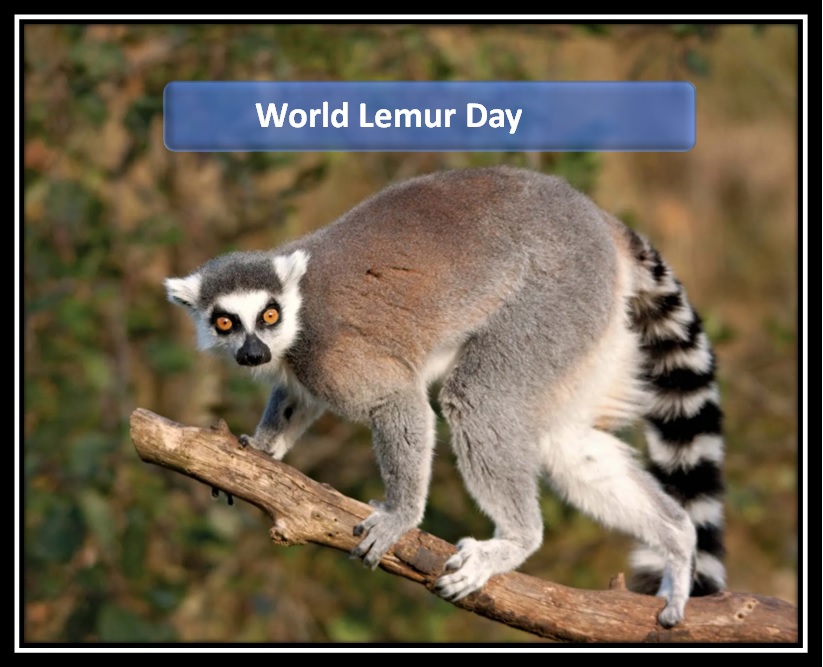 World Lemur Day