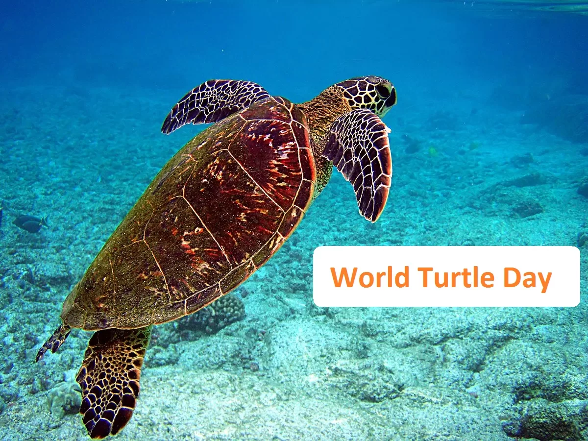 World Turtle Day