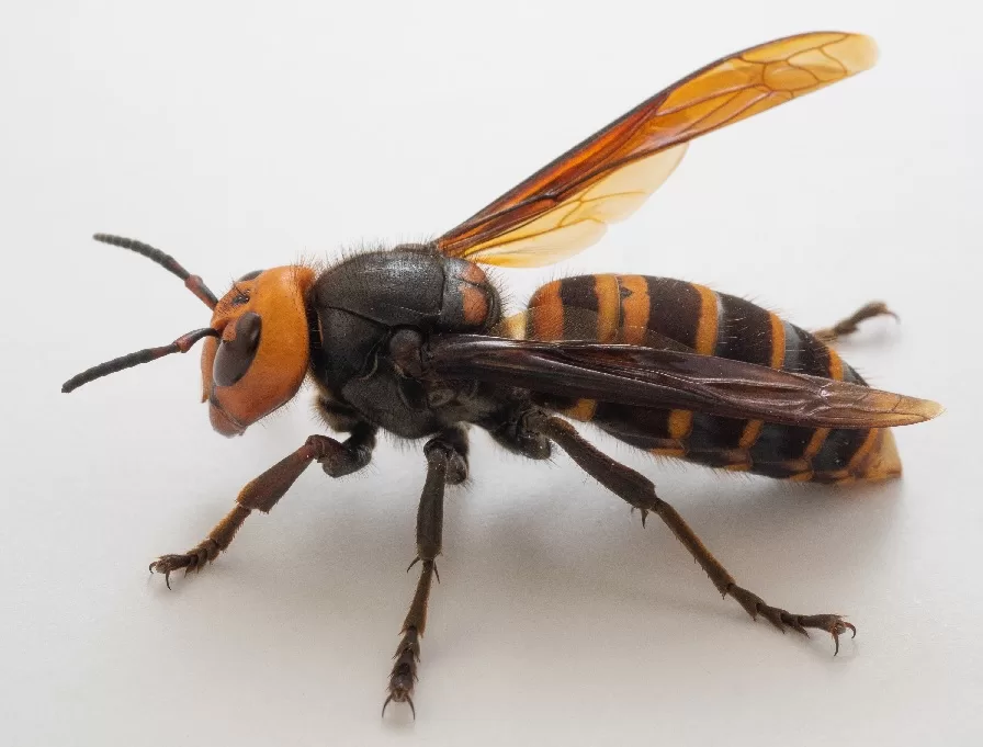 Asian Giant Hornet - Most Dangerous Insects