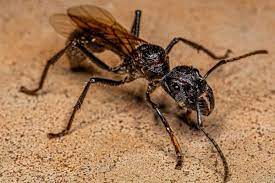 Most Dangerous Insects Bullet Ant