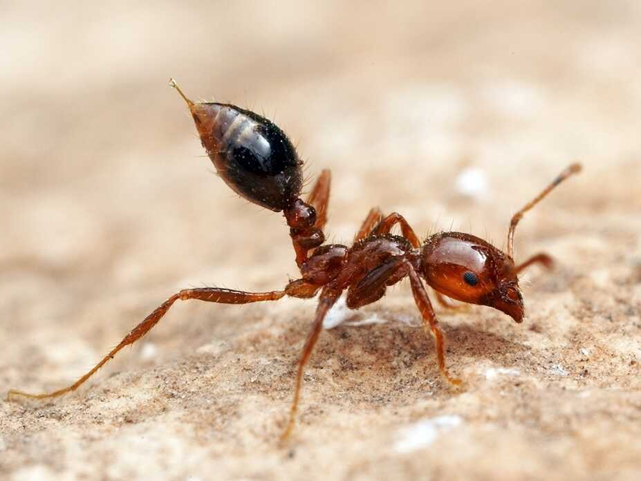 Fire Ant - Most Dangerous Insects
