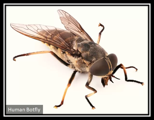 Human Botfly