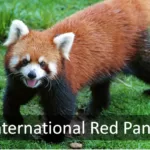 International Red Panda Day 2023